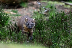 David Plant Photography - Wildlife Photography - Pine marten - T
