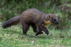 David Plant Photography - Wildlife Photography - Pine marten - U