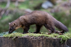 David Plant Photography - Wildlife Photography - Pine marten - V