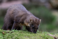 David Plant Photography - Wildlife Photography - Pine marten - W