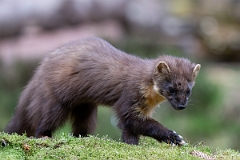 David Plant Photography - Wildlife Photography - Pine marten - X