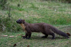 David Plant Photography - Wildlife Photography - Pine marten - Y