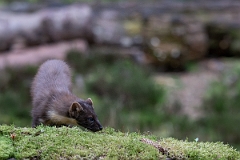 David Plant Photography - Wildlife Photography - Pine marten - Z