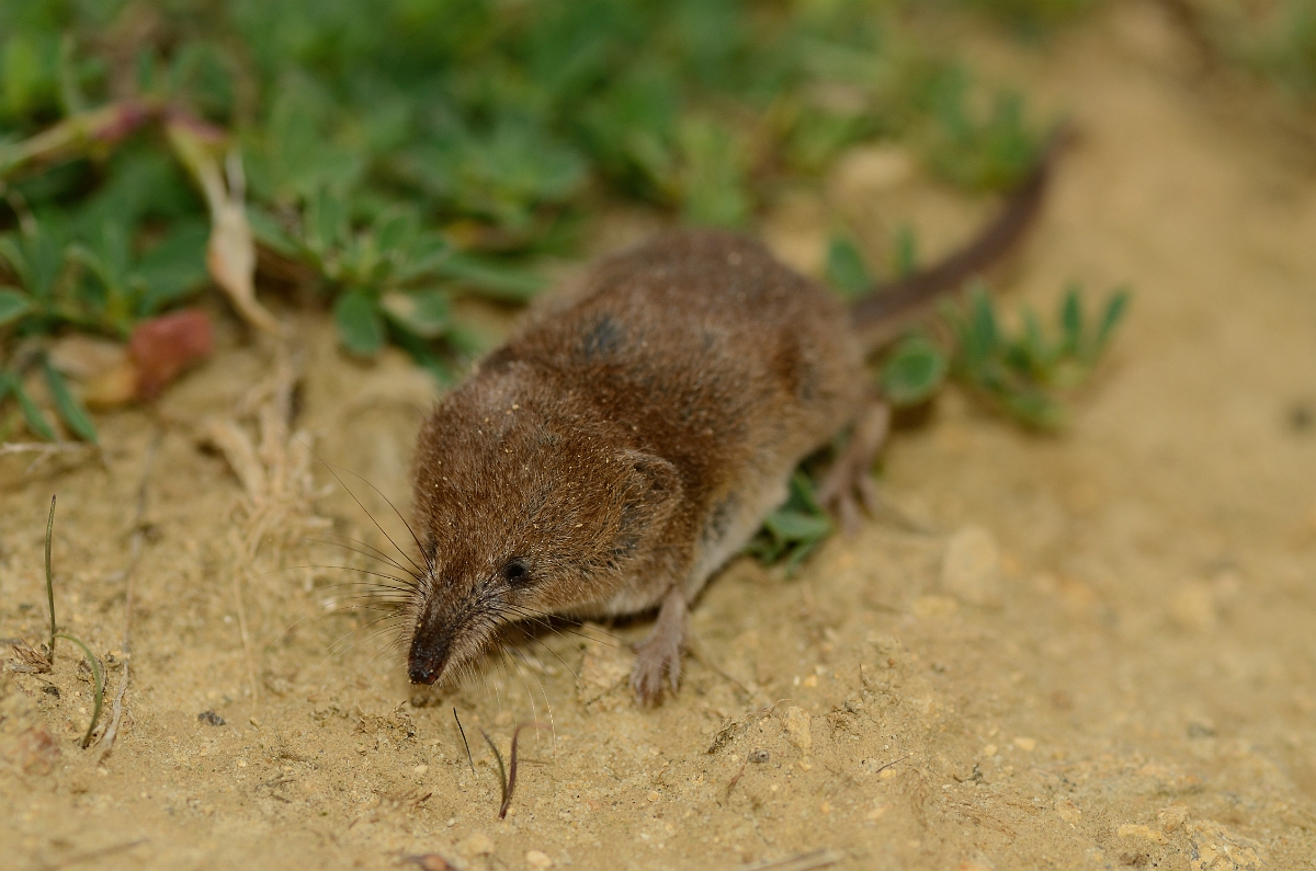 David Plant Photography - Wildlife Photography - Pygmy shrew - A.jpg - Pygmy shrew, Sorex minutus - Cambridgeshire