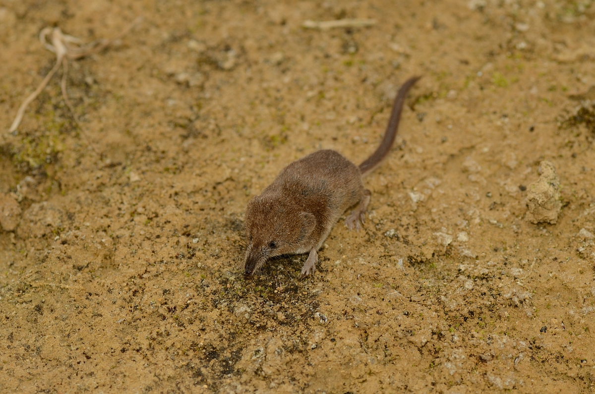 David Plant Photography - Wildlife Photography - Pygmy shrew - B.jpg - Pygmy shrew, Sorex minutus - Cambridgeshire