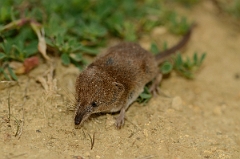 David Plant Photography - Wildlife Photography - Pygmy shrew - A