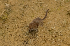 David Plant Photography - Wildlife Photography - Pygmy shrew - B