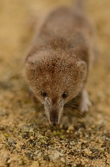 David Plant Photography - Wildlife Photography - Pygmy shrew - C