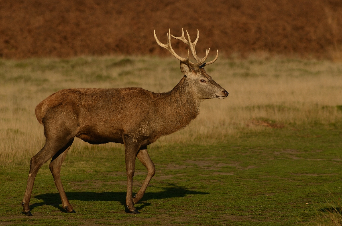 David Plant Photography - Wildlife Photography - Red deer - B.jpg - Red deer, Cervus elaphus, young male - Surrey