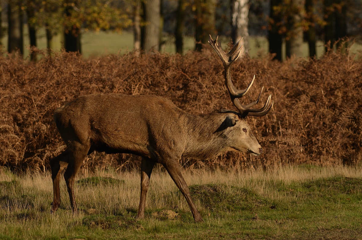 David Plant Photography - Wildlife Photography - Red deer - C.jpg - Red deer, Cervus elaphus, old male - Surrey