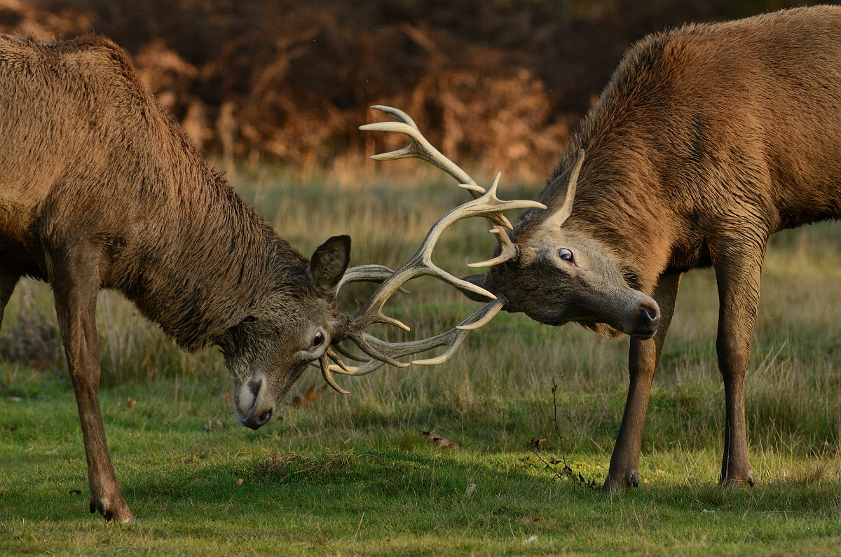 David Plant Photography - Wildlife Photography - Red deer - D.jpg - Red deer, Cervus elaphus, clash - Surrey