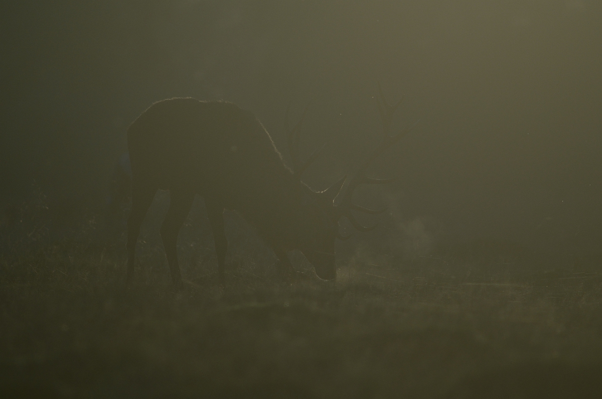 David Plant Photography - Wildlife Photography - Red deer - E.jpg - Red deer, Cervus elaphus, against the light - Surrey