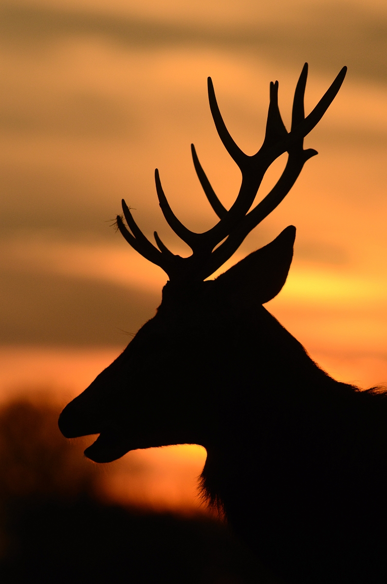 David Plant Photography - Wildlife Photography - Red deer - G.jpg - Red deer, Cervus elaphus, at sunset - Surrey