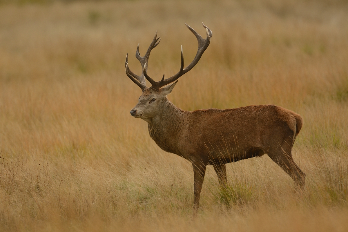 David Plant Photography - Wildlife Photography - Red deer - H.jpg - Red deer, Cervus elaphus, stag - Surrey