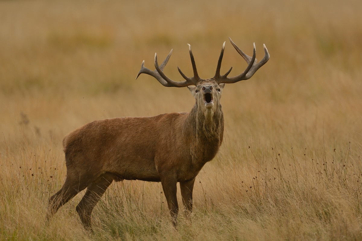 David Plant Photography - Wildlife Photography - Red deer - I.jpg - Red deer, Cervus elaphus, stag calling - Surrey