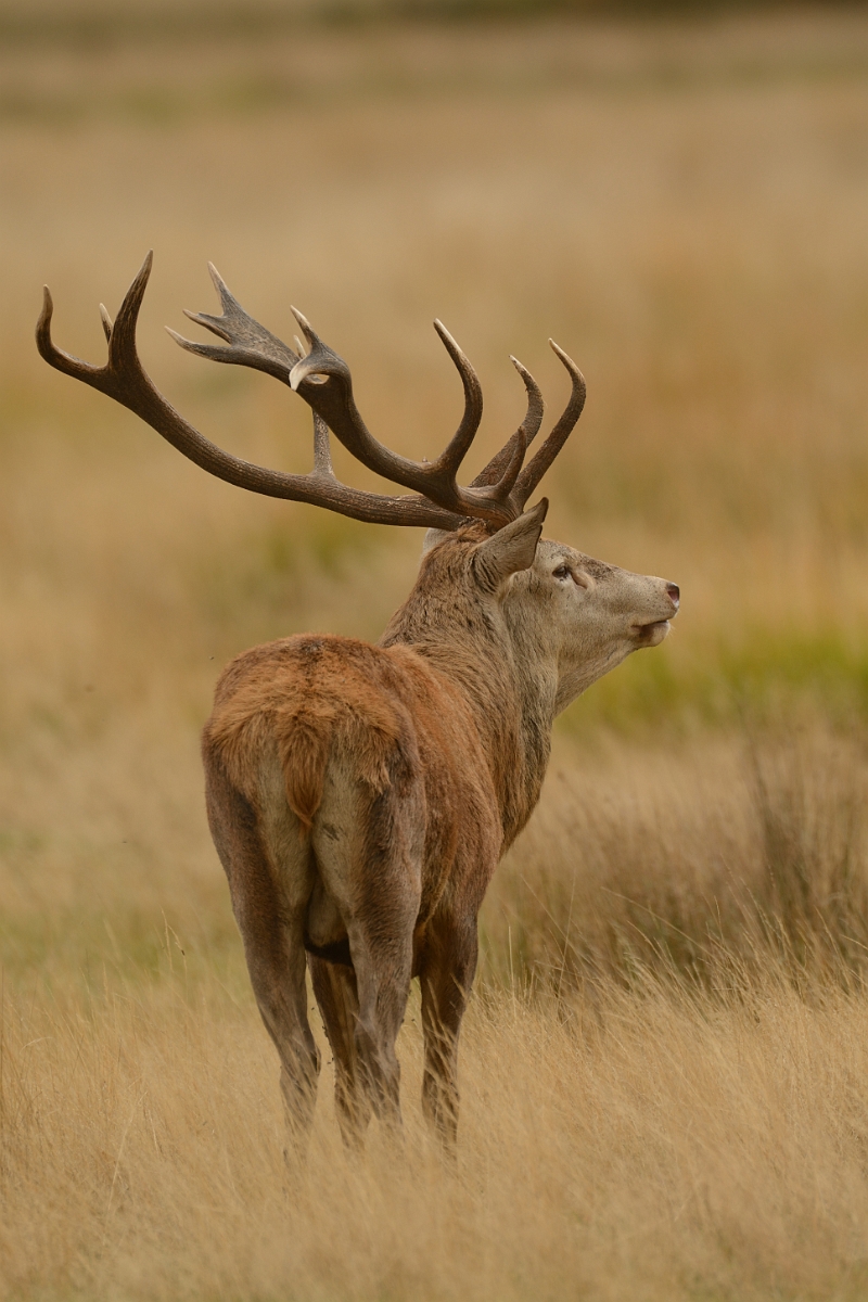 David Plant Photography - Wildlife Photography - Red deer - J.jpg - Red deer, Cervus elaphus, stag - Surrey