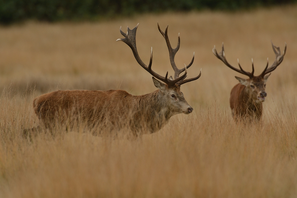 David Plant Photography - Wildlife Photography - Red deer - K.jpg - Red deer, Cervus elaphus, stag standoff - Surrey