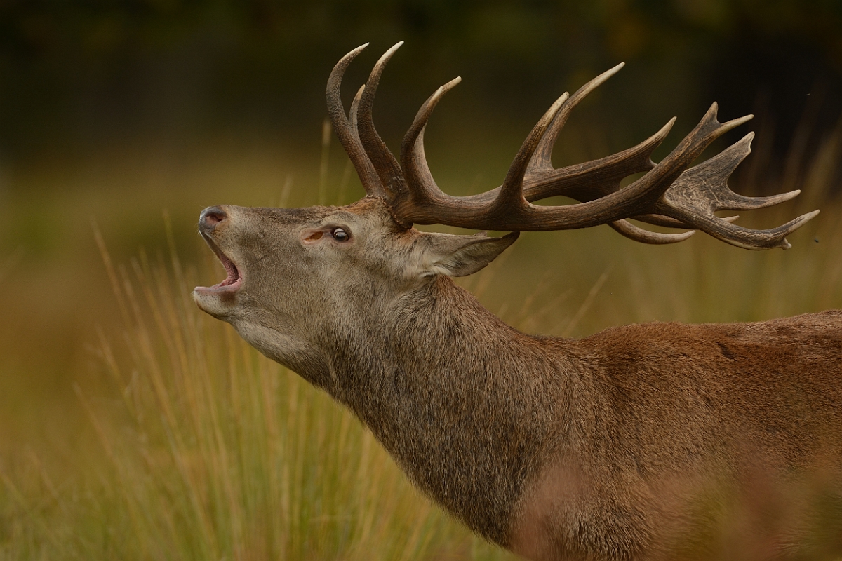 David Plant Photography - Wildlife Photography - Red deer - M.jpg - Red deer, Cervus elaphus, stag calling - Surrey