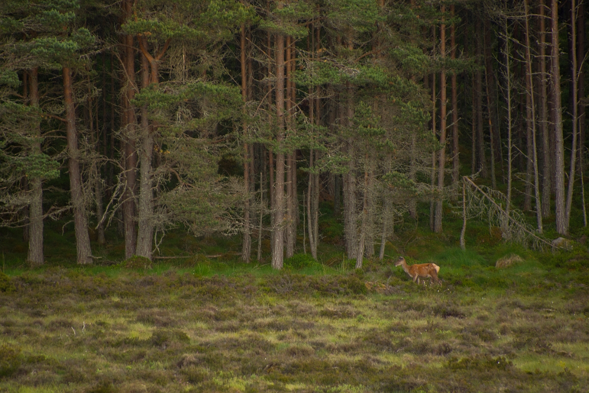 David Plant Photography - Wildlife Photography - Red deer - N.jpg - Red deer, Cervus elaphus - Higland