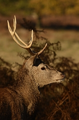 David Plant Photography - Wildlife Photography - Red deer - A