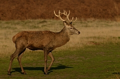 David Plant Photography - Wildlife Photography - Red deer - B