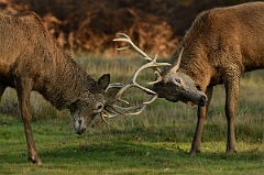 David Plant Photography - Wildlife Photography - Red deer - D