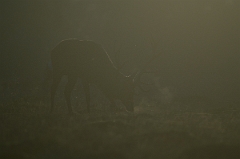 David Plant Photography - Wildlife Photography - Red deer - E
