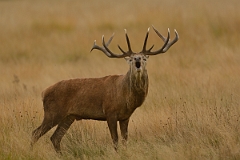 David Plant Photography - Wildlife Photography - Red deer - I
