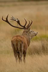 David Plant Photography - Wildlife Photography - Red deer - J