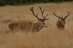 David Plant Photography - Wildlife Photography - Red deer - K