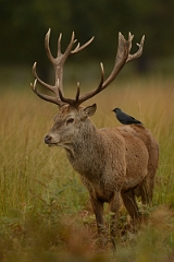 David Plant Photography - Wildlife Photography - Red deer - L