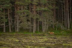 David Plant Photography - Wildlife Photography - Red deer - N