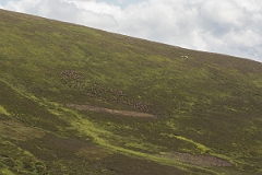 David Plant Photography - Wildlife Photography - Red deer - O