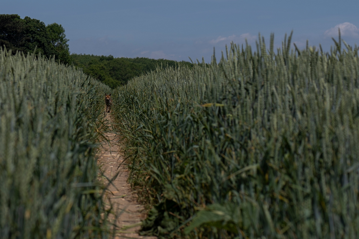 David Plant Photography - Wildlife Photography - Fox - B.JPG - Fox, Vulpes vulpes, walking along crop tramline - Kent
