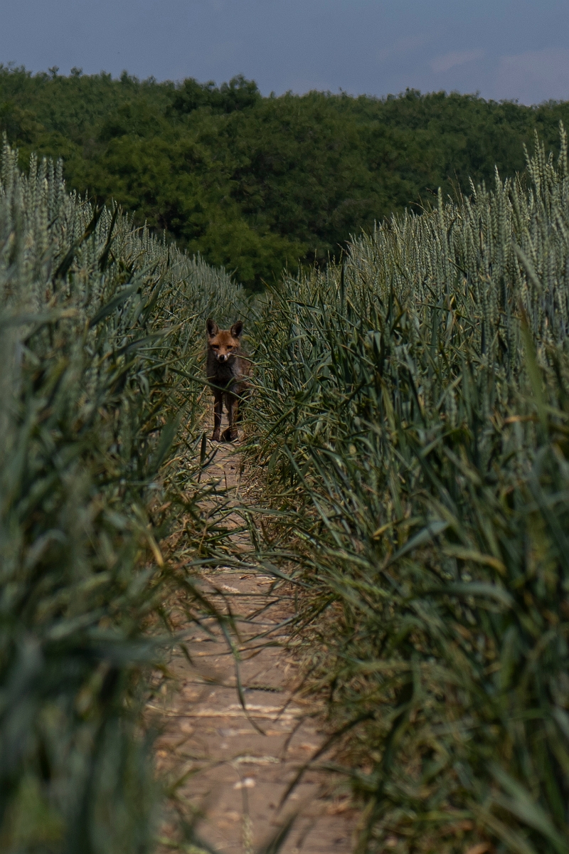David Plant Photography - Wildlife Photography - Fox - C.JPG - Fox, Vulpes vulpes, walking along crop tramline - Kent