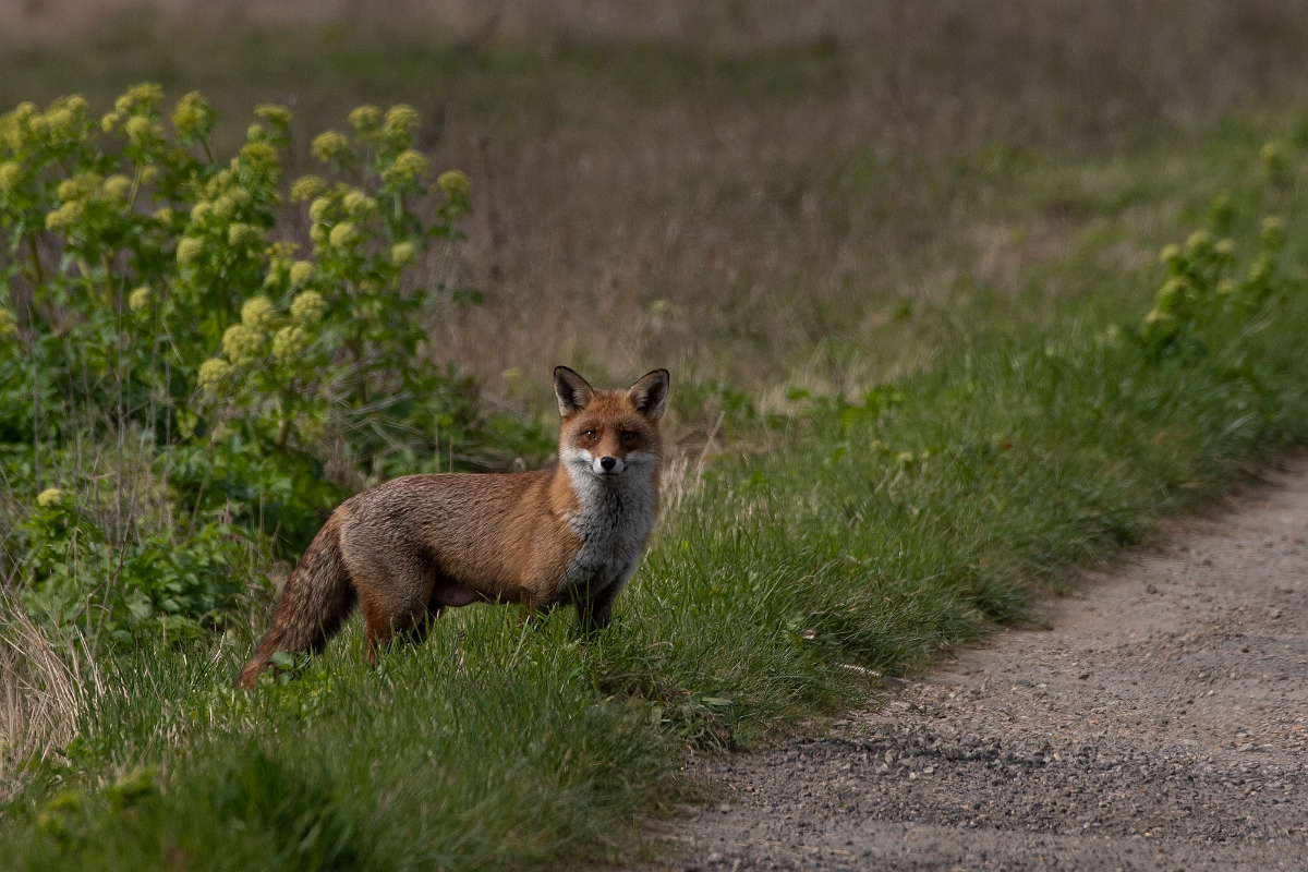 David Plant Photography - Wildlife Photography - Red fox - A.jpg - Red fox, Vulpes vulpes - Kent
