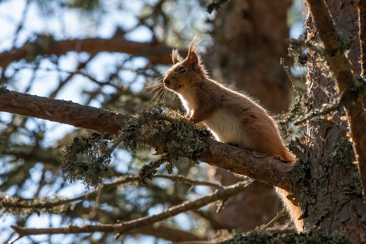 David Plant Photography - Wildlife Photography - Red squirrel - B.jpg - Eurasian red squirrel, Sciurus vulgaris - Highlands