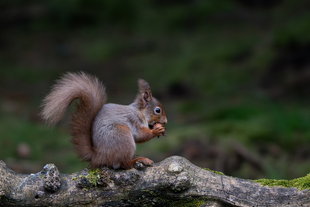 David Plant Photography - Wildlife Photography - Red squirrel - D.jpg - Red squirrel, Sciurus vulgaris - Moray