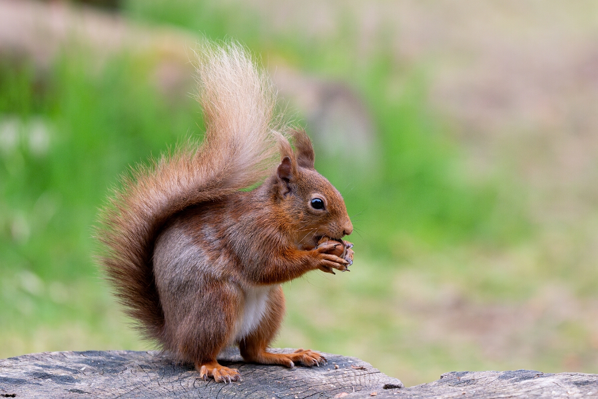 David Plant Photography - Wildlife Photography - Red squirrel - G.jpg - Red squirrel, Sciurus vulgaris - Moray