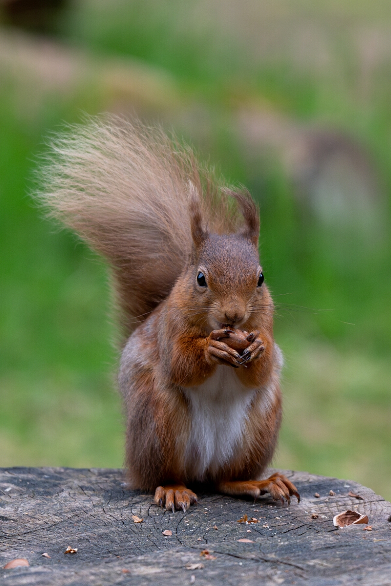David Plant Photography - Wildlife Photography - Red squirrel - H.jpg - Red squirrel, Sciurus vulgaris - Moray