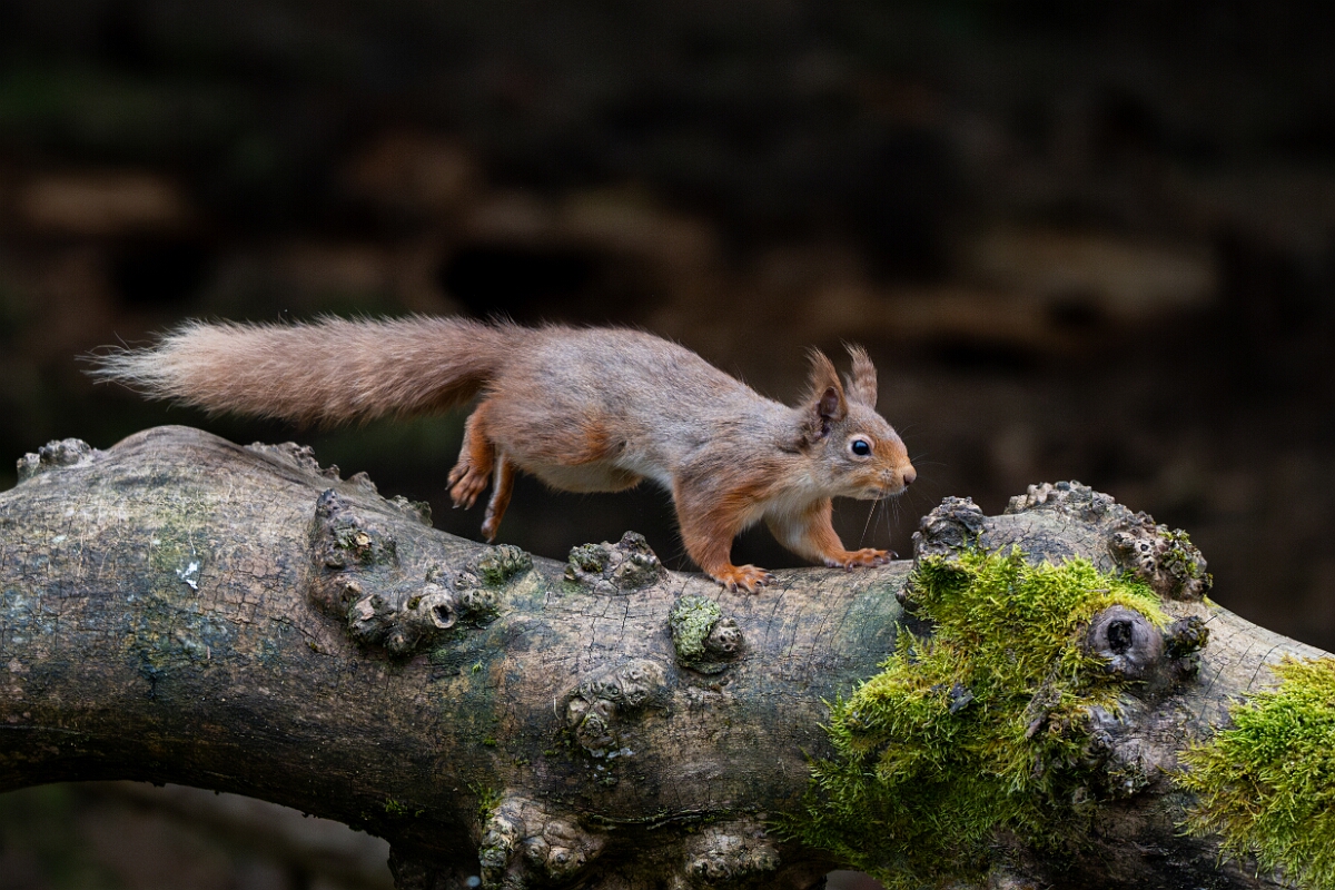 David Plant Photography - Wildlife Photography - Red squirrel - I.jpg - Red squirrel, Sciurus vulgaris - Moray