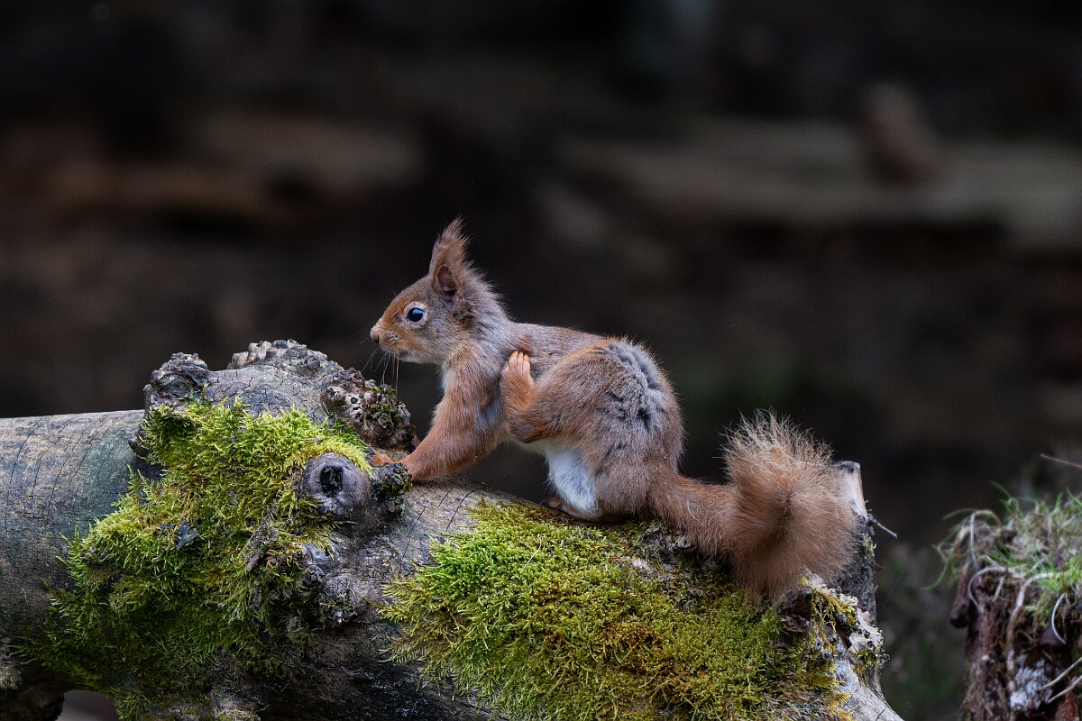 David Plant Photography - Wildlife Photography - Red squirrel - J.jpg - Red squirrel, Sciurus vulgaris - Moray
