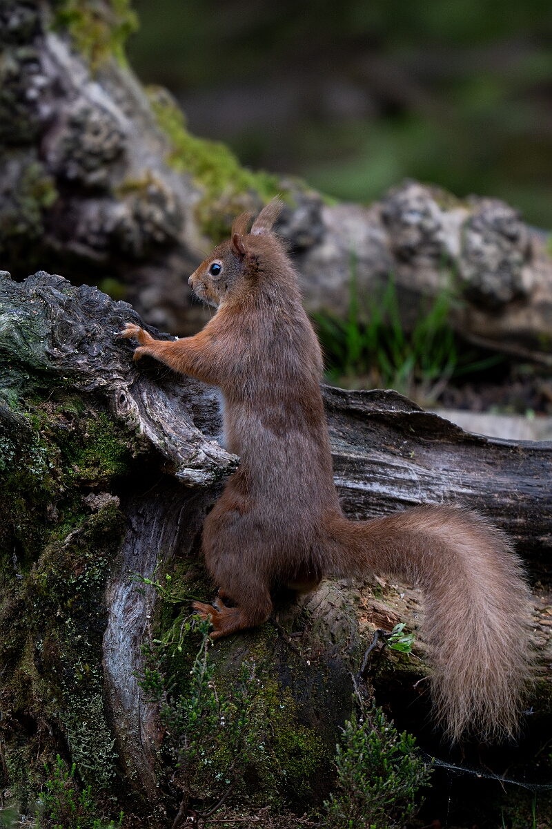 David Plant Photography - Wildlife Photography - Red squirrel - L.jpg - Red squirrel, Sciurus vulgaris - Moray