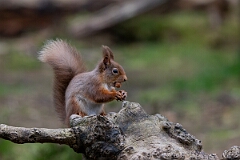 David Plant Photography - Wildlife Photography - Red squirrel - C