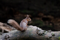 David Plant Photography - Wildlife Photography - Red squirrel - E
