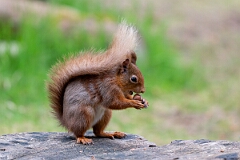 David Plant Photography - Wildlife Photography - Red squirrel - F