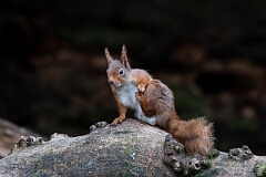 David Plant Photography - Wildlife Photography - Red squirrel - K