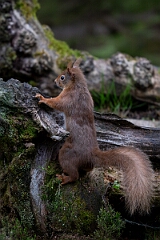David Plant Photography - Wildlife Photography - Red squirrel - L