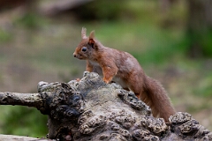 David Plant Photography - Wildlife Photography - Red squirrel - M