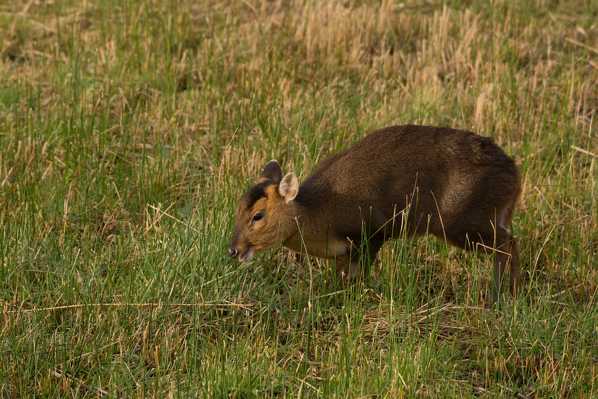 David Plant Photography - Wildlife Photography - Muntjac - B.jpg - Reeves's muntjac, Muntiacus reevesi - Cambridgeshire